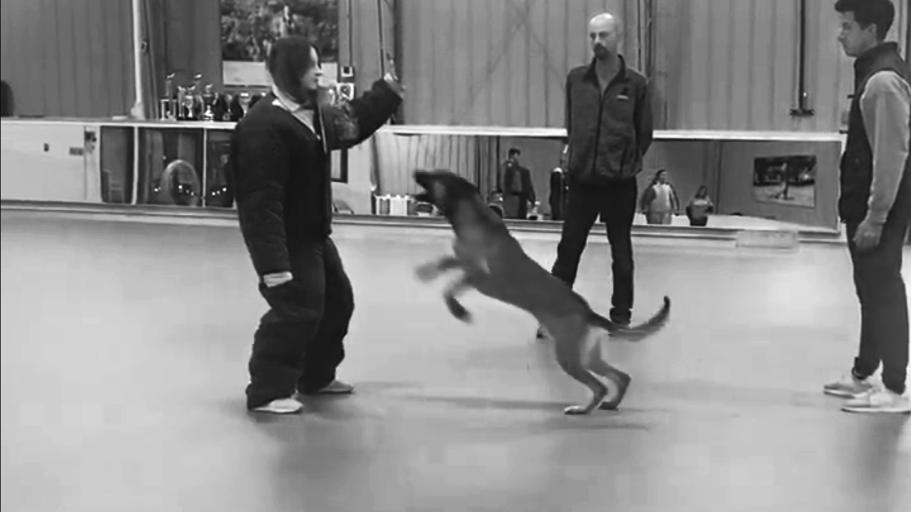 A person in black training gear is playing with a dog that is jumping up at them, while two other people watch in an indoor space with wood-paneled walls.