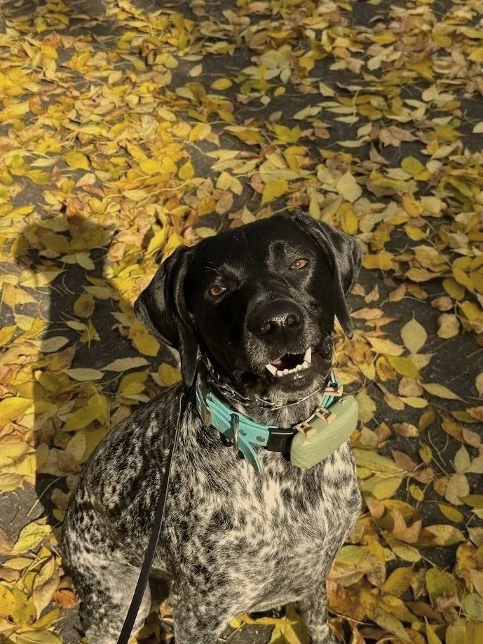 A German Short-haired Pointer smiling at the camera with a tracking collar on and a yellow leafy background