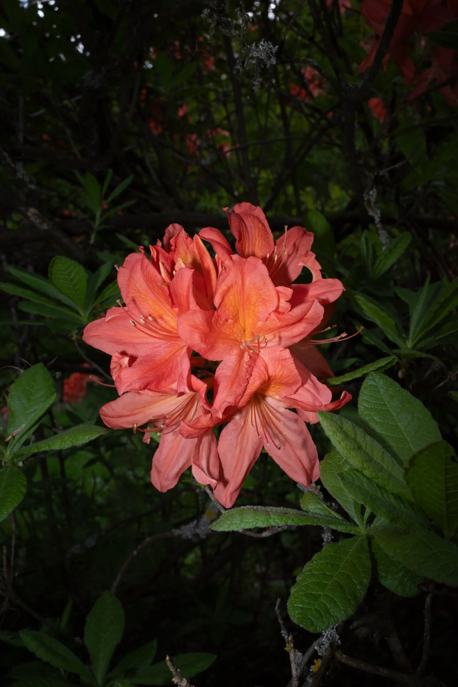 A cluster of pink and orange azalea flowers surrounded by green leaves in a dark environment.