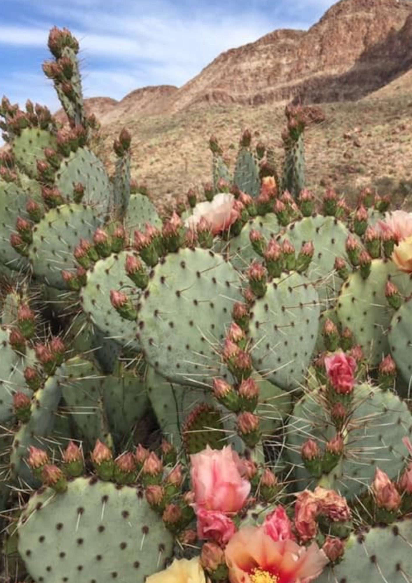 Close-up of prickly pear cactus with pink and yellow flowers in a desert landscape with rocky hills in the background.