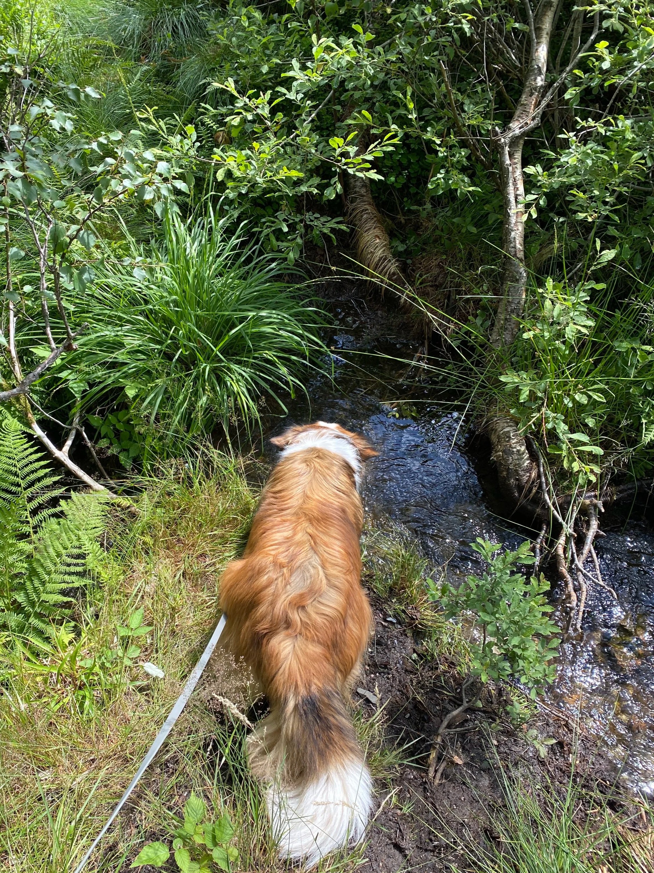 Een hond met een bruine, witte en zwarte vacht staat in een klein waterloopje omgeven door groene planten en bomen.