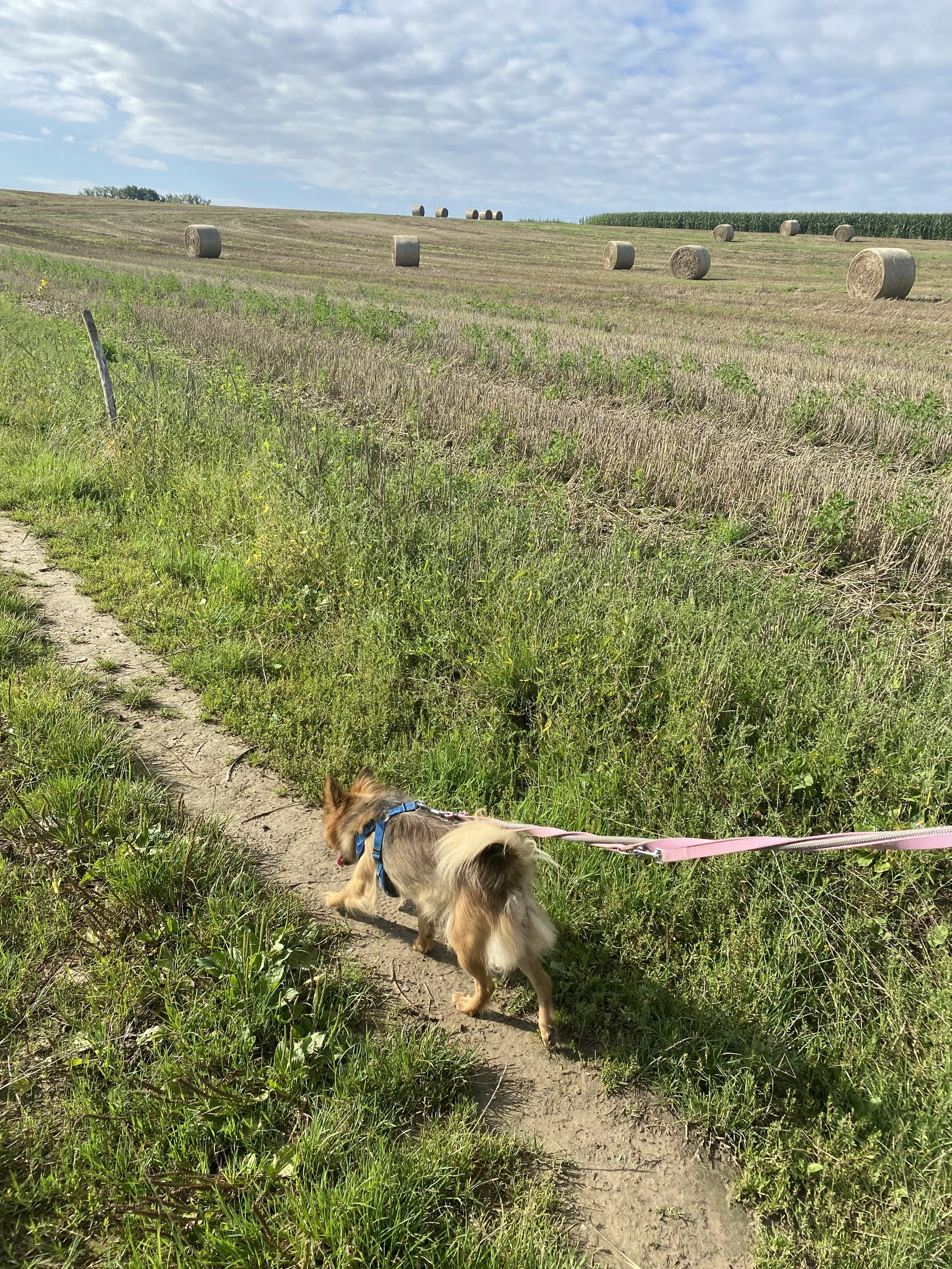 Een wandelpad in een uitgestrekt, open veld met hooibalen en een groene gewassen rand, onder een deels bewolkte lucht, met een hond aan een pinke lijn op het pad.
