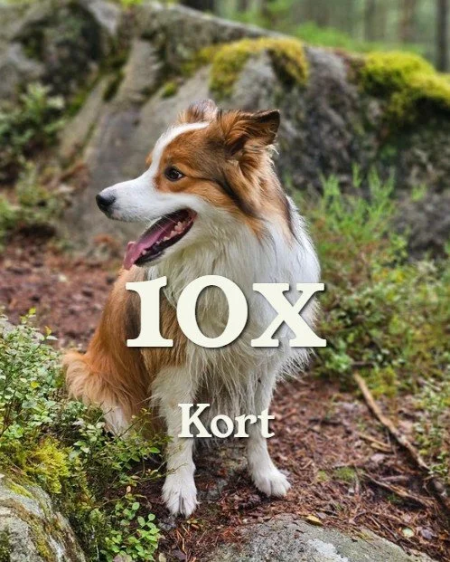 Waggy Tails Pack - kort