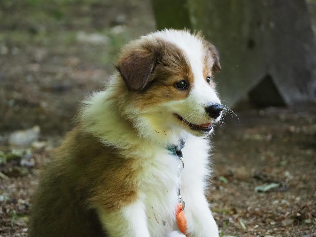 Puppywandeling