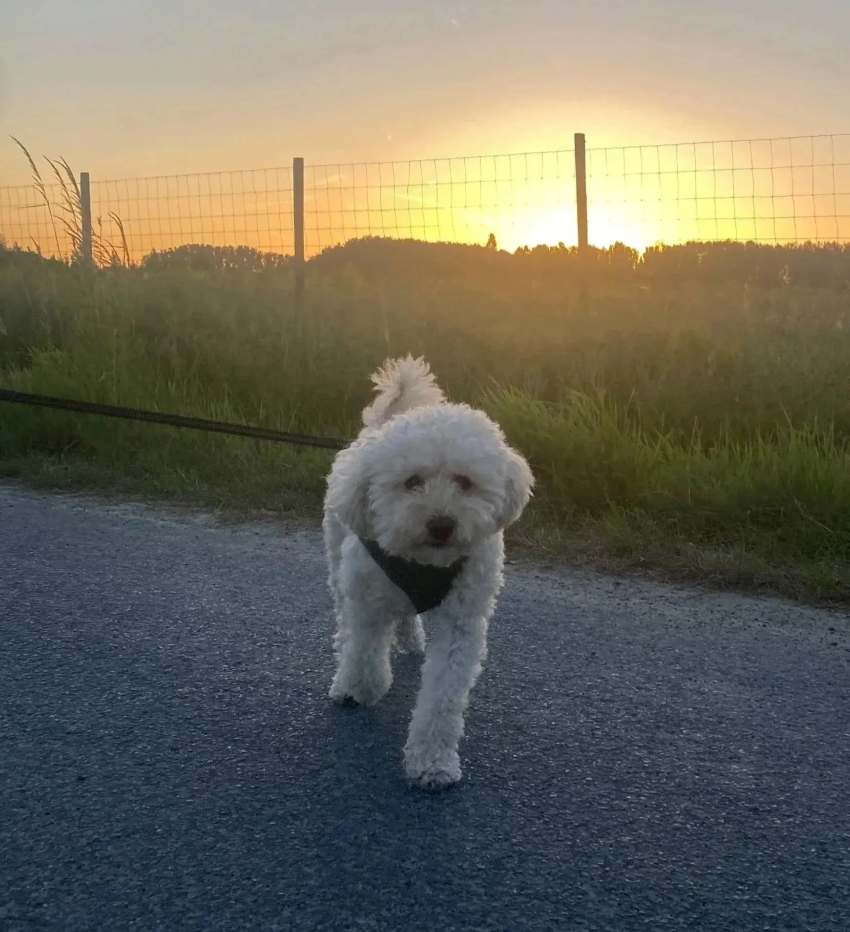 Een witte, pluizige hond loopt op een weg 's avonds tijdens zonsondergang, met een hek en groen landschap op de achtergrond.