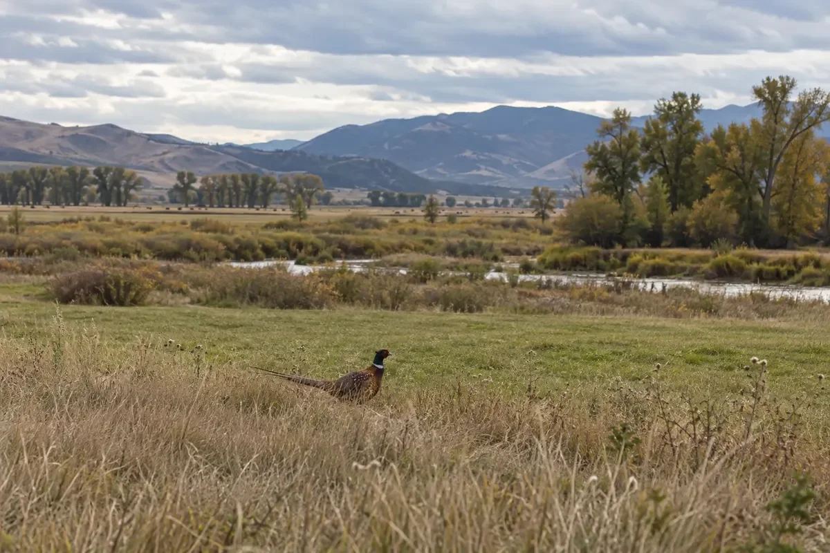 Bird in Open Grass
A pheasant stands in open grass with hills and trees beyond.
