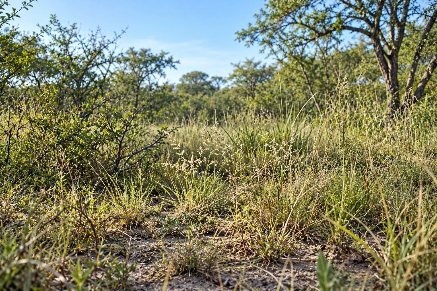Grass and Scrub
Dry and green grasses mingle with low scrub on sandy ground.