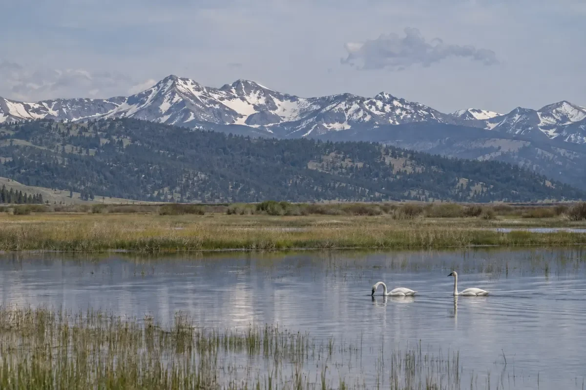 White Birds on Still Water
Two white swans are on open water beneath a mountain ridge.
