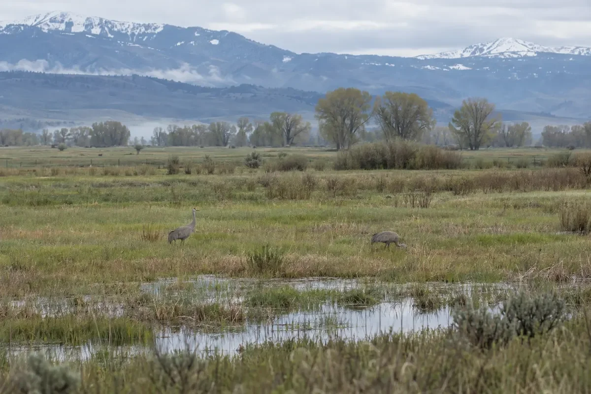 Cranes in Open Country
Two cranes stand in open grass with mountains beyond.