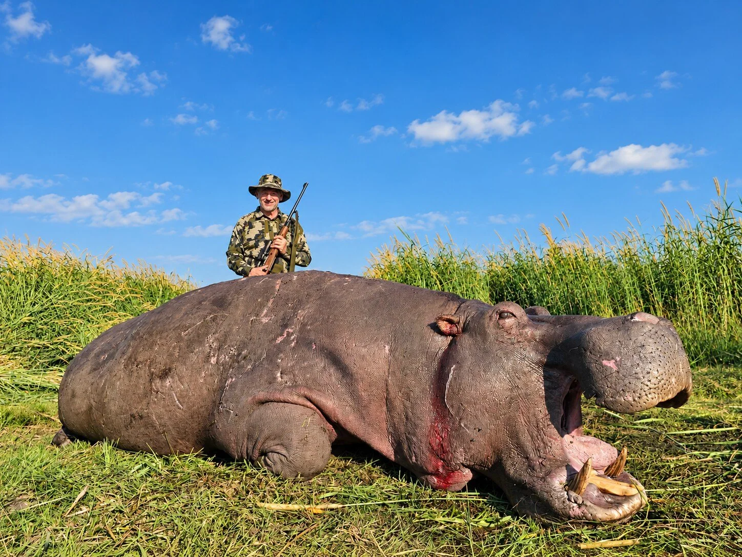 Hippopotamus in Open Grass
A person is pictured behind a hippopotamus in a grassy field.