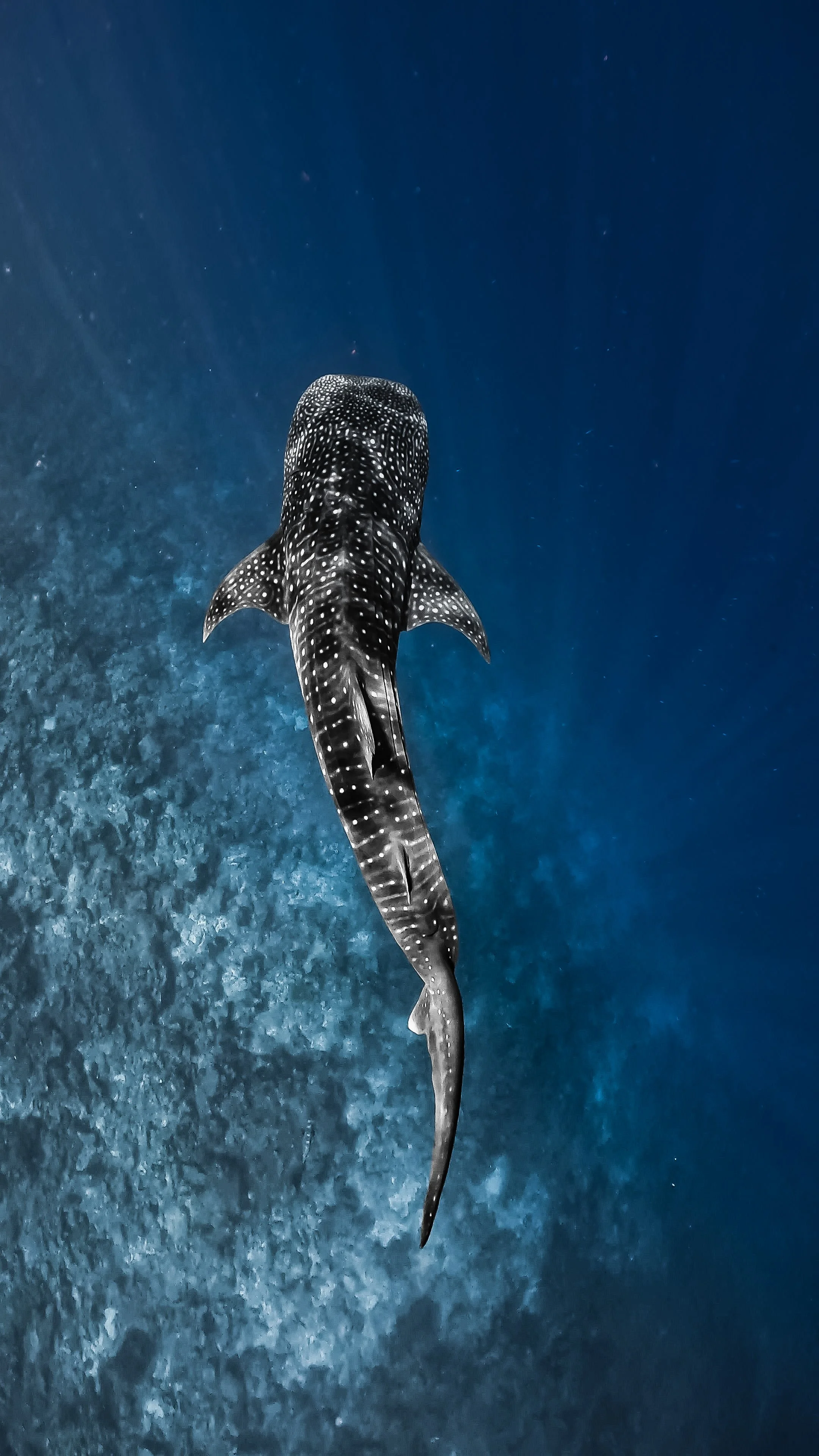 Whale shark swimming in the ocean