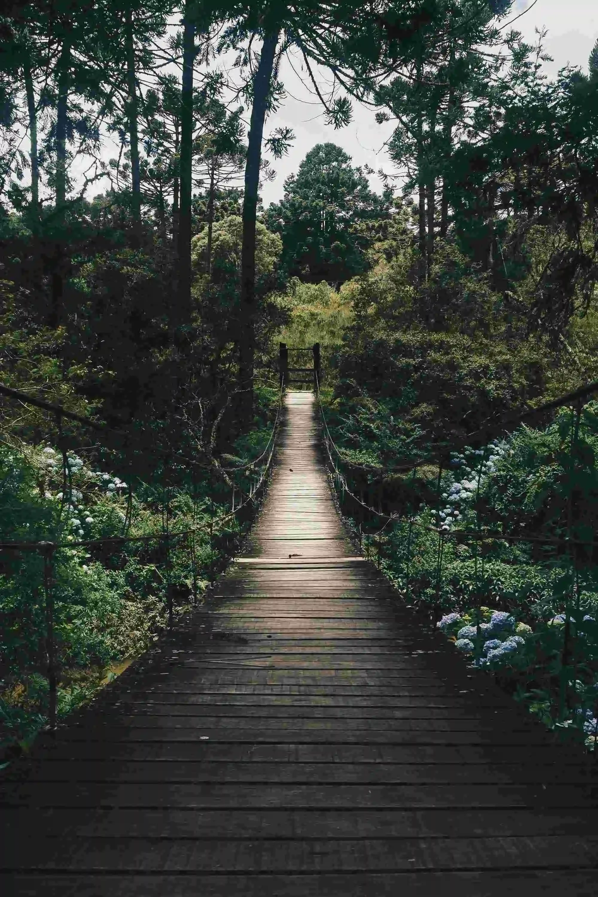 Wooden suspension bridge leading into a quiet forest, suggesting movement through uncertainty.