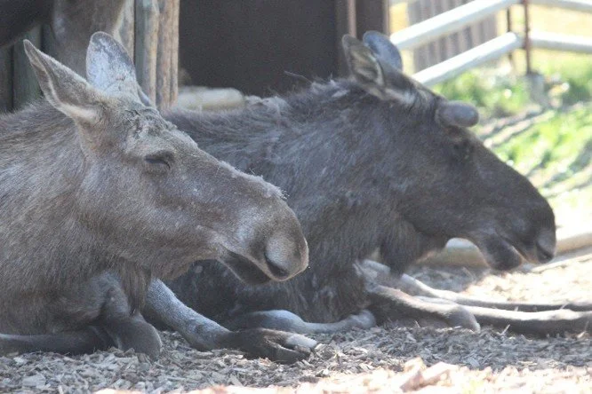 âThe Great Salt Lick Heistâ
It was a peaceful morning in the zoo enclosure. Birds chirped. Mulch mulched. And two moose lounged like retired rock stars.
Sir Snuffleton McThistle adjusted his antlers with regal flair.
âReginald, I had a dream last ni