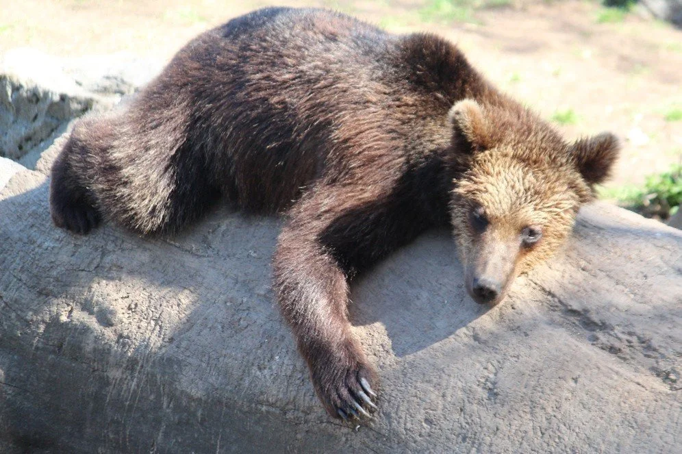 âBaloo on the Rock: A Tale of Snacks, Sun, and Slight Existential Panicâ
As narrated by Baloo the Bear
Ahhh⊠greetings, fellow creature of chaos. Iâm Baloo. Yes, that Baloo. No relation to the jungle oneâheâs far too energetic. Iâm more of a âsnack