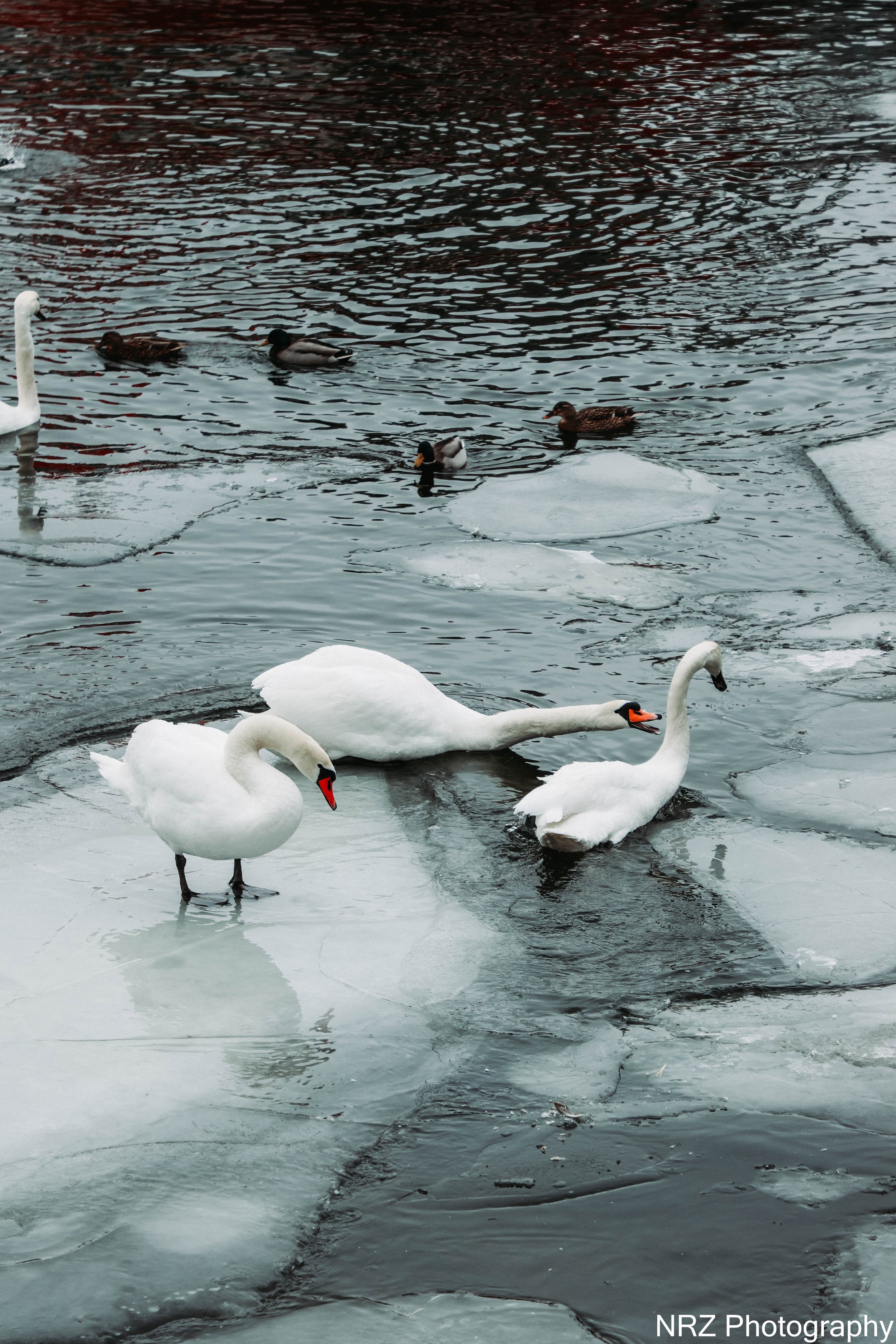 Glidbert: Hörrni… varför står jag här på isen medan ni två glider runt som om ni bokat spa?
Svea: För att du alltid ska “ha överblick”, som du brukar säga.
Flapps: Överblick? Snälla. Du halkade dit och fastnade. Jag såg hela föreställningen.
Glidbert