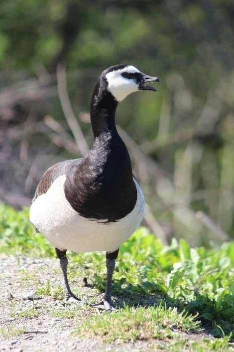 âAbigail Featherstone: Memoirs of a Goose with Standardsâ
As narrated by Abigail herself
Darling, I simply must speak my truth.
I am Abigail Featherstone, heiress to the Featherstone Pond Estate, third in line to the Royal Bread Crust Reserve, and t