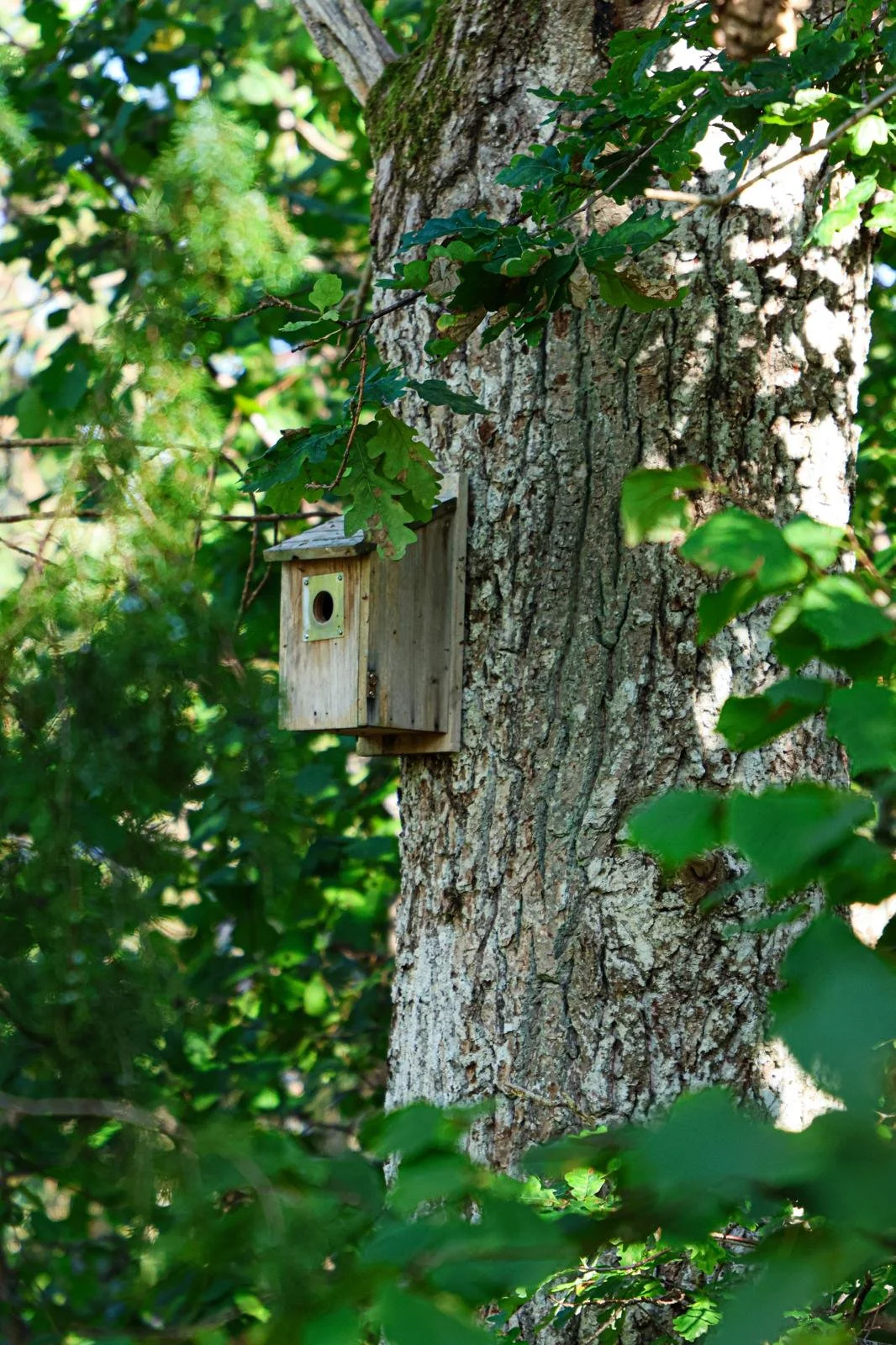 The Hearth of Hazelwing Hollow
Dear reader,
Tucked deep within the whispering woods of Hazelwing Hollow, nestled against the bark of an ancient oak, stood a tiny wooden cottage no taller than a squirrelâs dreams. To most passersby, it was merely a