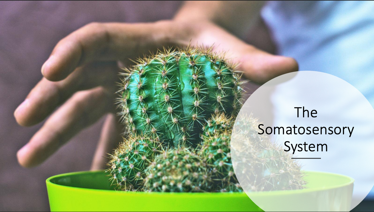 Somatosensory System