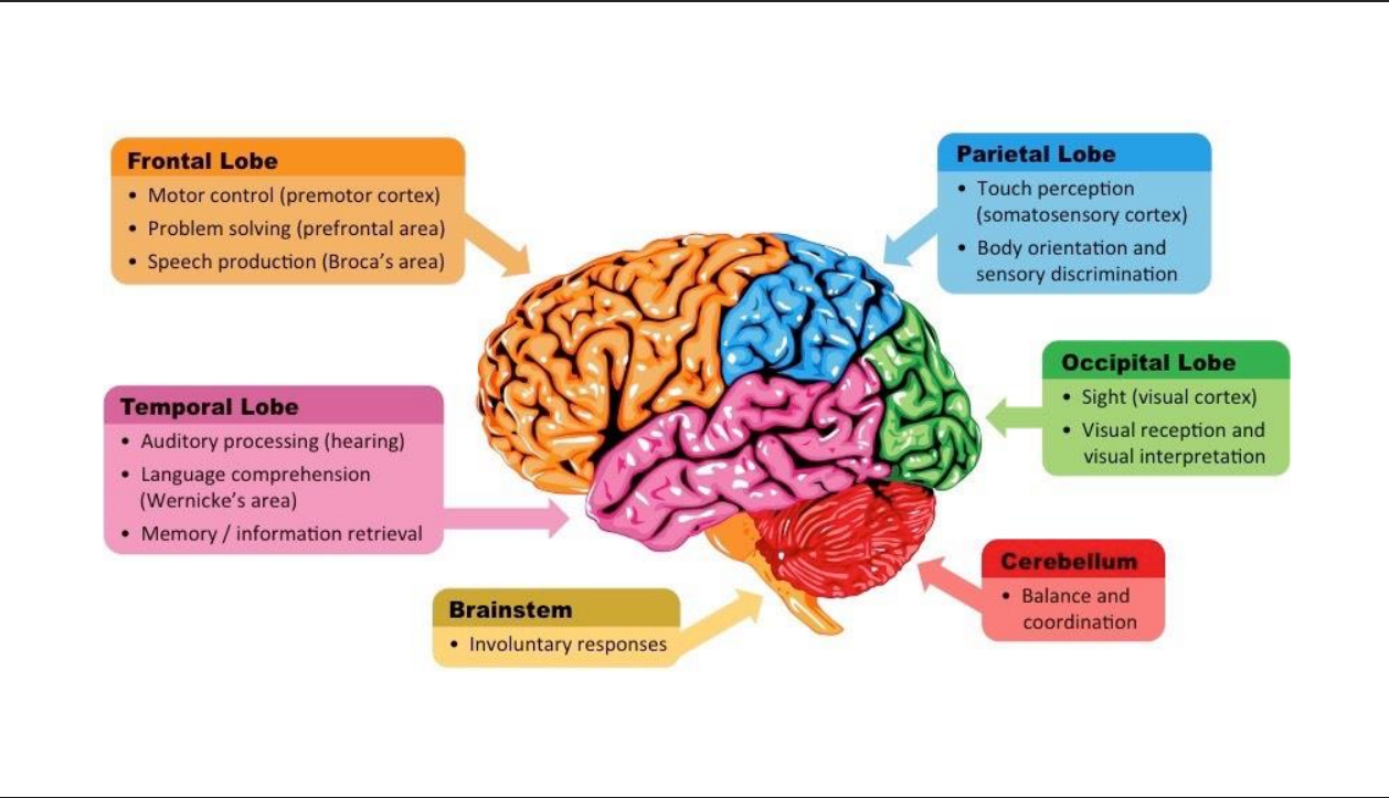 Neurofeedback