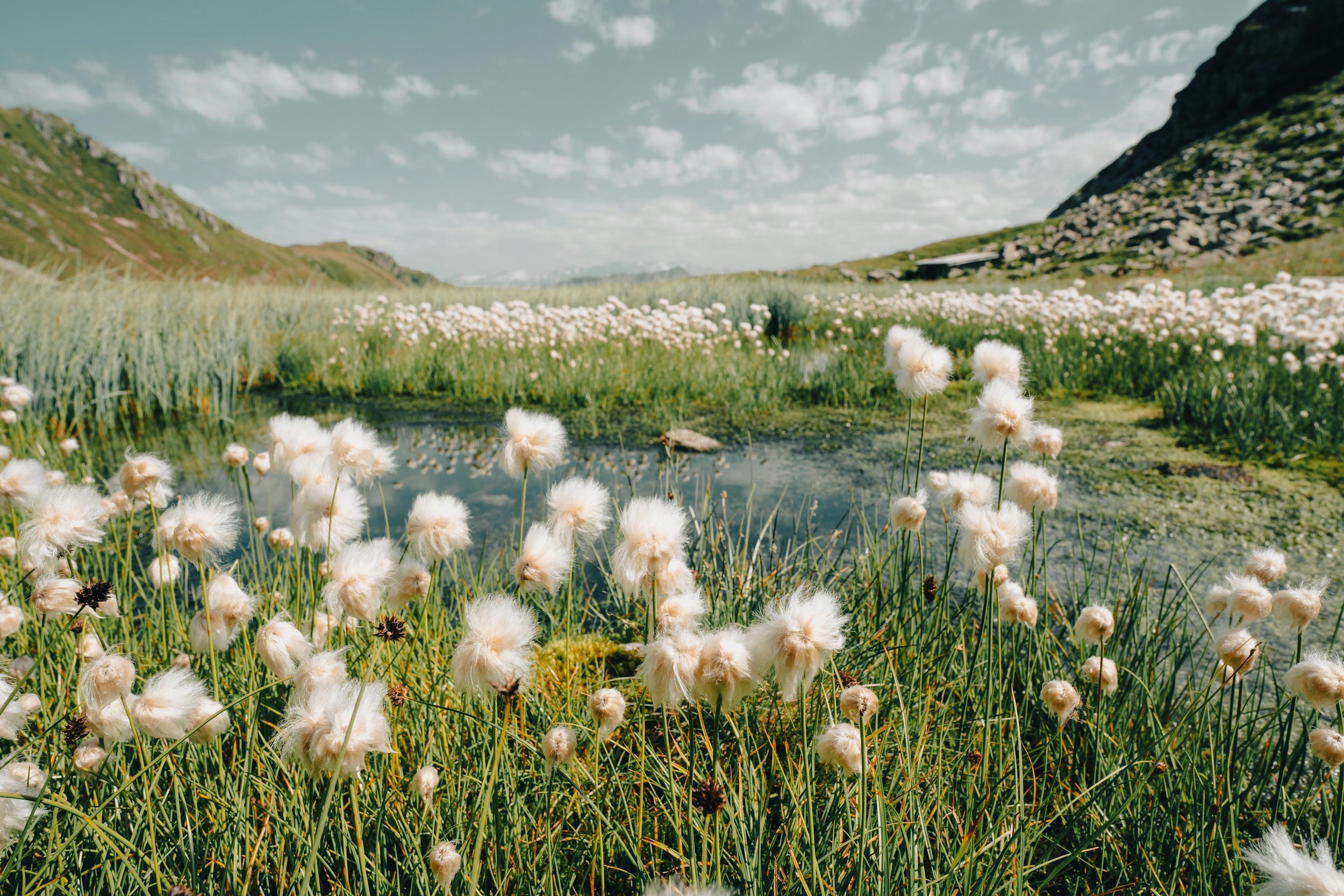 A lush green valley with white cotton-like flowers and a small body of water, surrounded by hills under a partly cloudy sky.