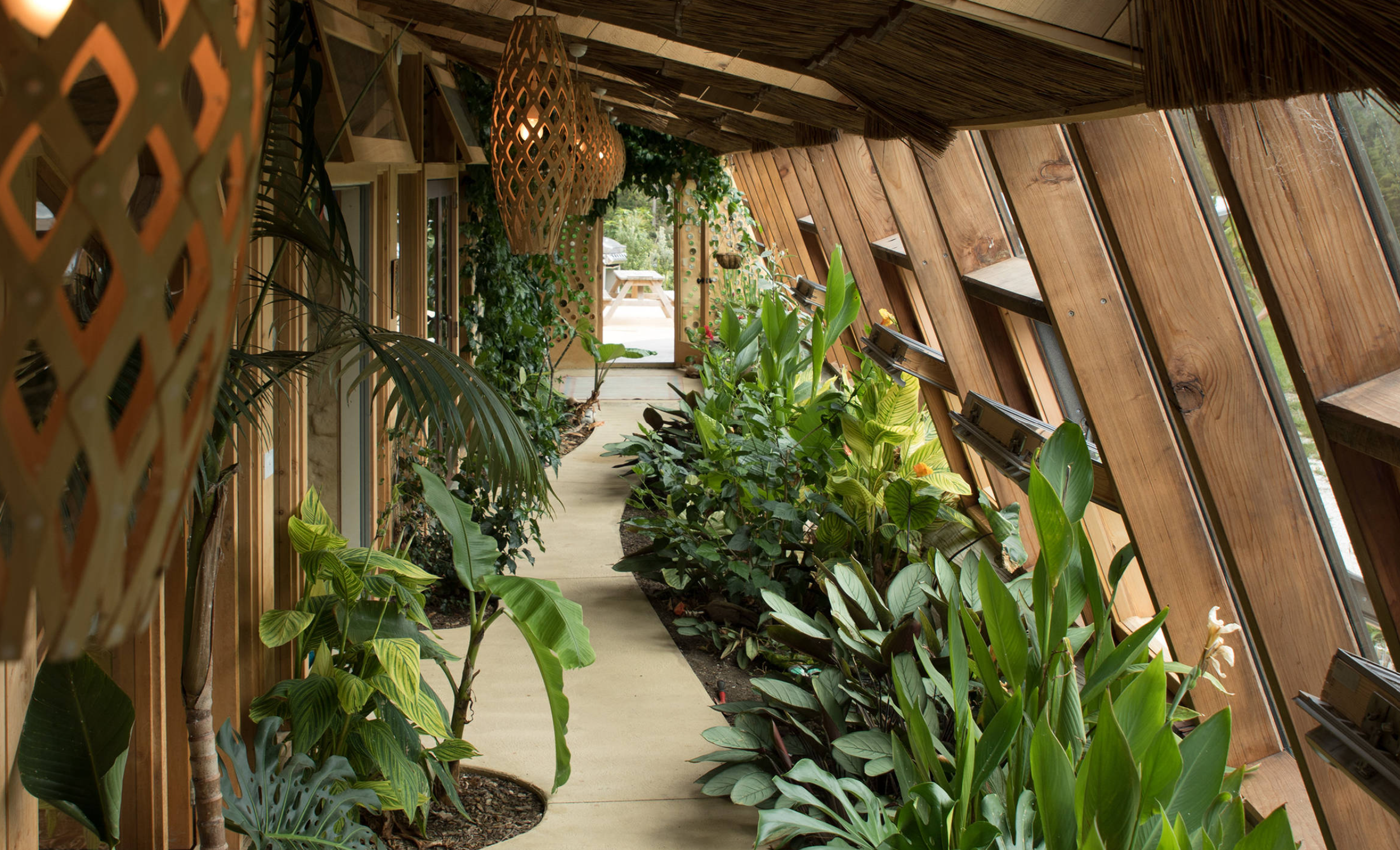 À l’intérieur d’une serre Earthship mature avec des fenêtres en bois, de nombreuses plantes et un mur de bouteilles.