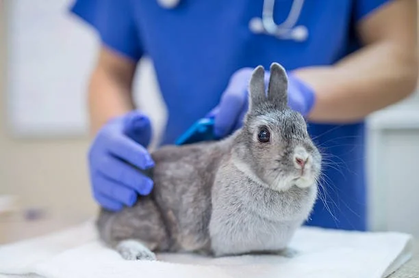 Physiotherapie für Hunde und Kleintiere Dieblich