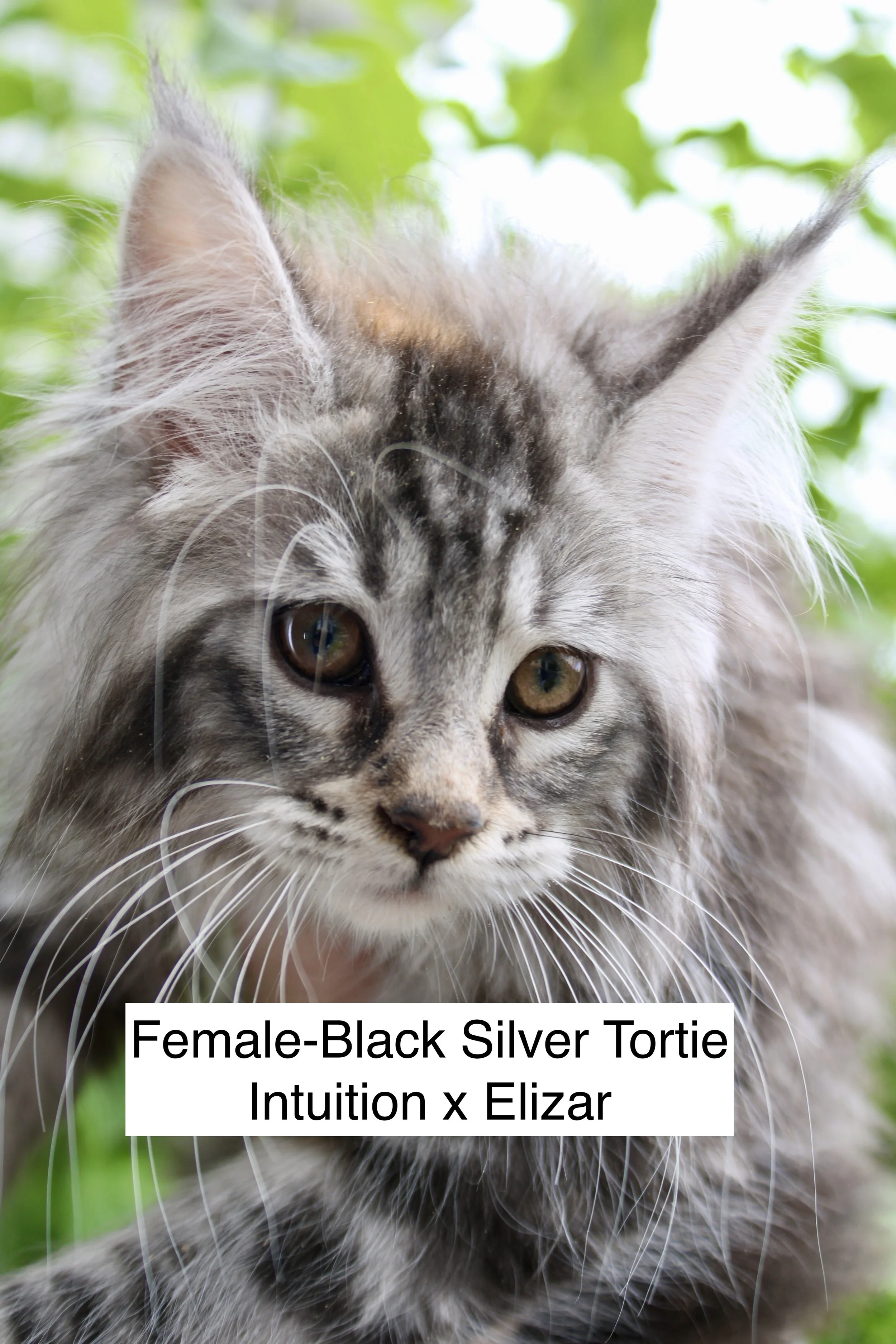 Kitten is reserved by the Cattery