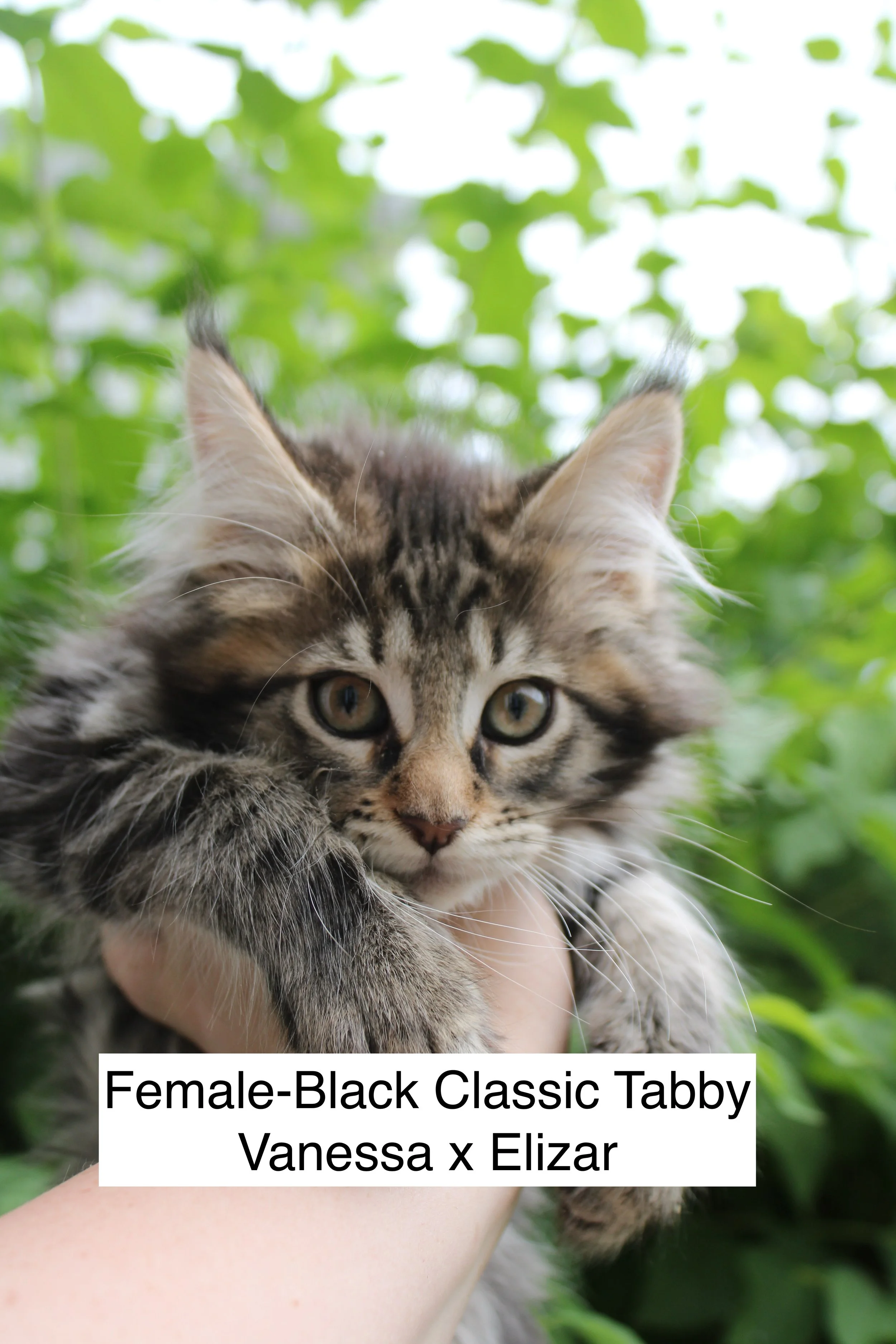 Female-Black Classic Tabby
