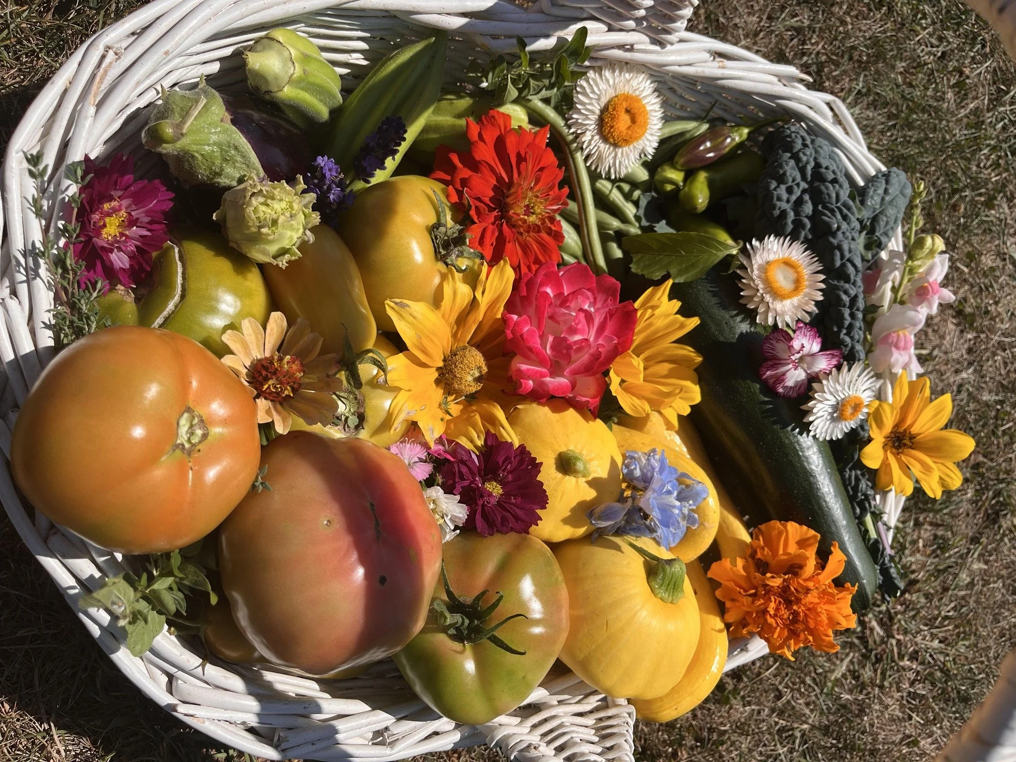 Basket filled with colorful tomatoes, zucchinis, flowers, and greens on grass