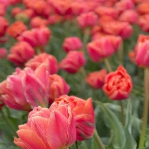 tulip 3.jpg