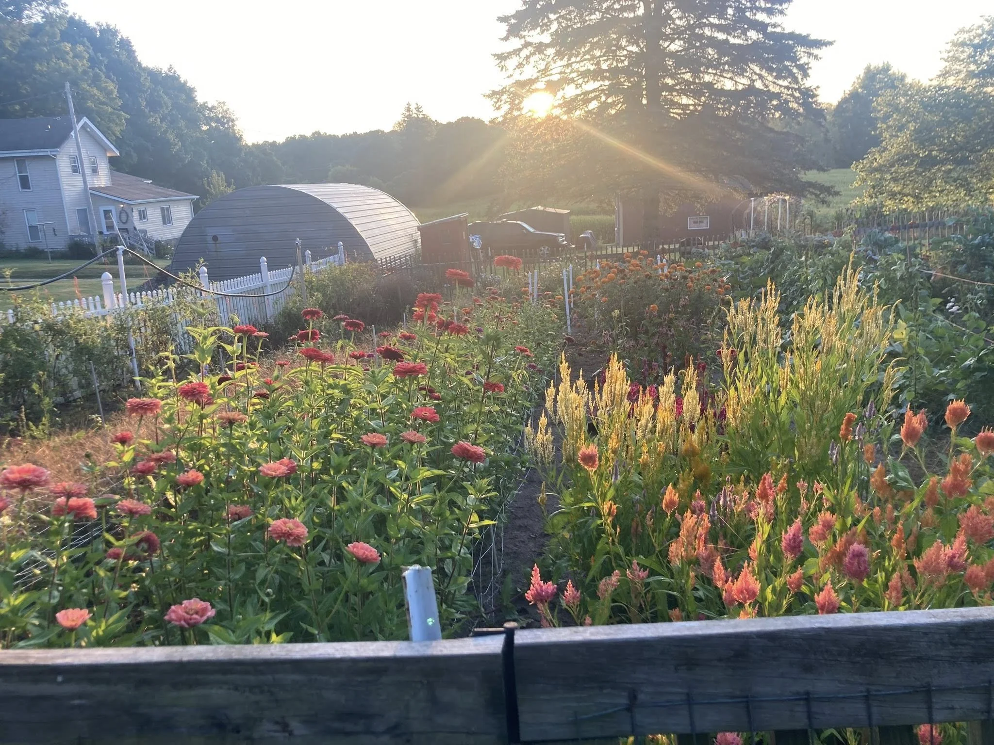 A garden with rows of pink, yellow, and purple flowers during sunset, with a white house and farm structures in the background.