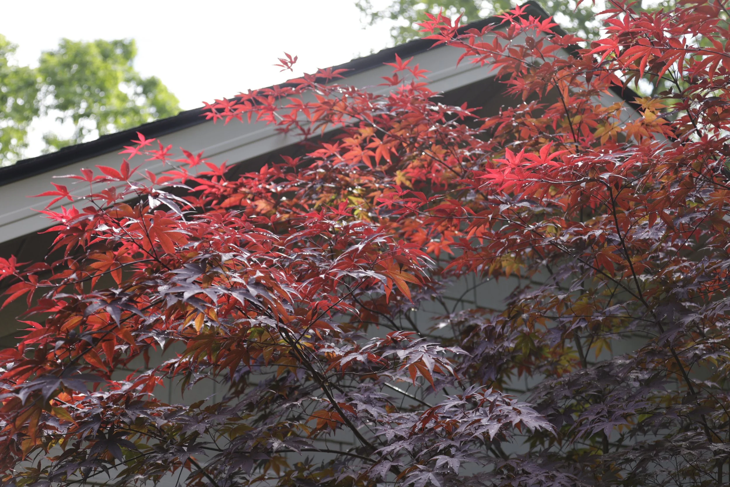 Close-up of a red and purple Japanese maple tree in front of a house with grey siding and white trim, with green trees in the background.