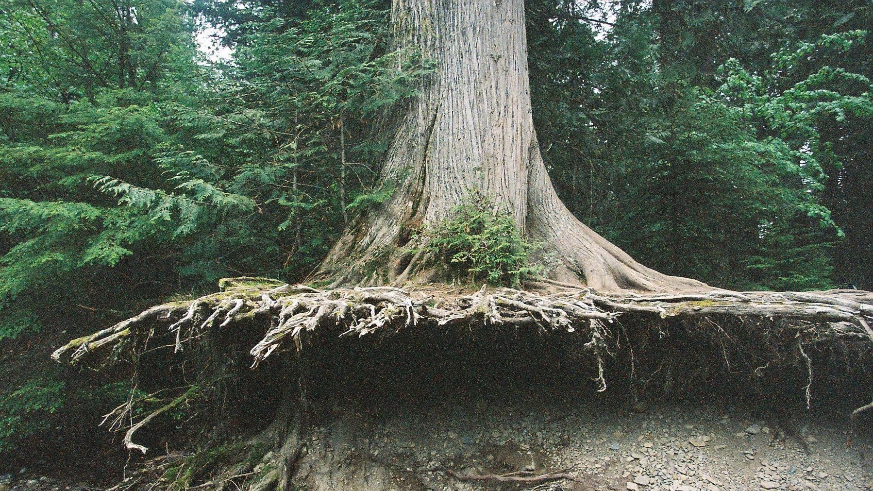 Large tree with visible roots extending above the ground in a forested area.