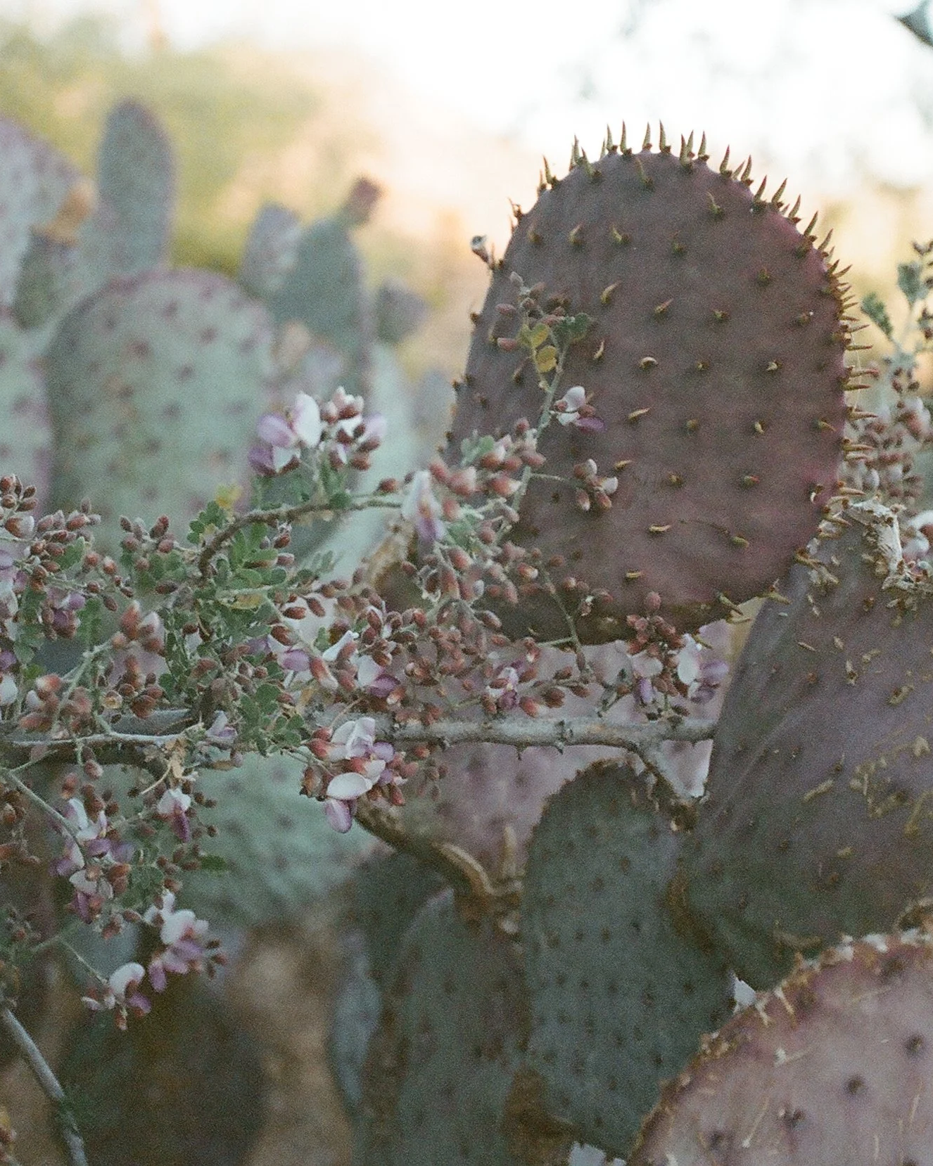 Close-up of prickly pear cacti with pink flowers in a desert landscape.
