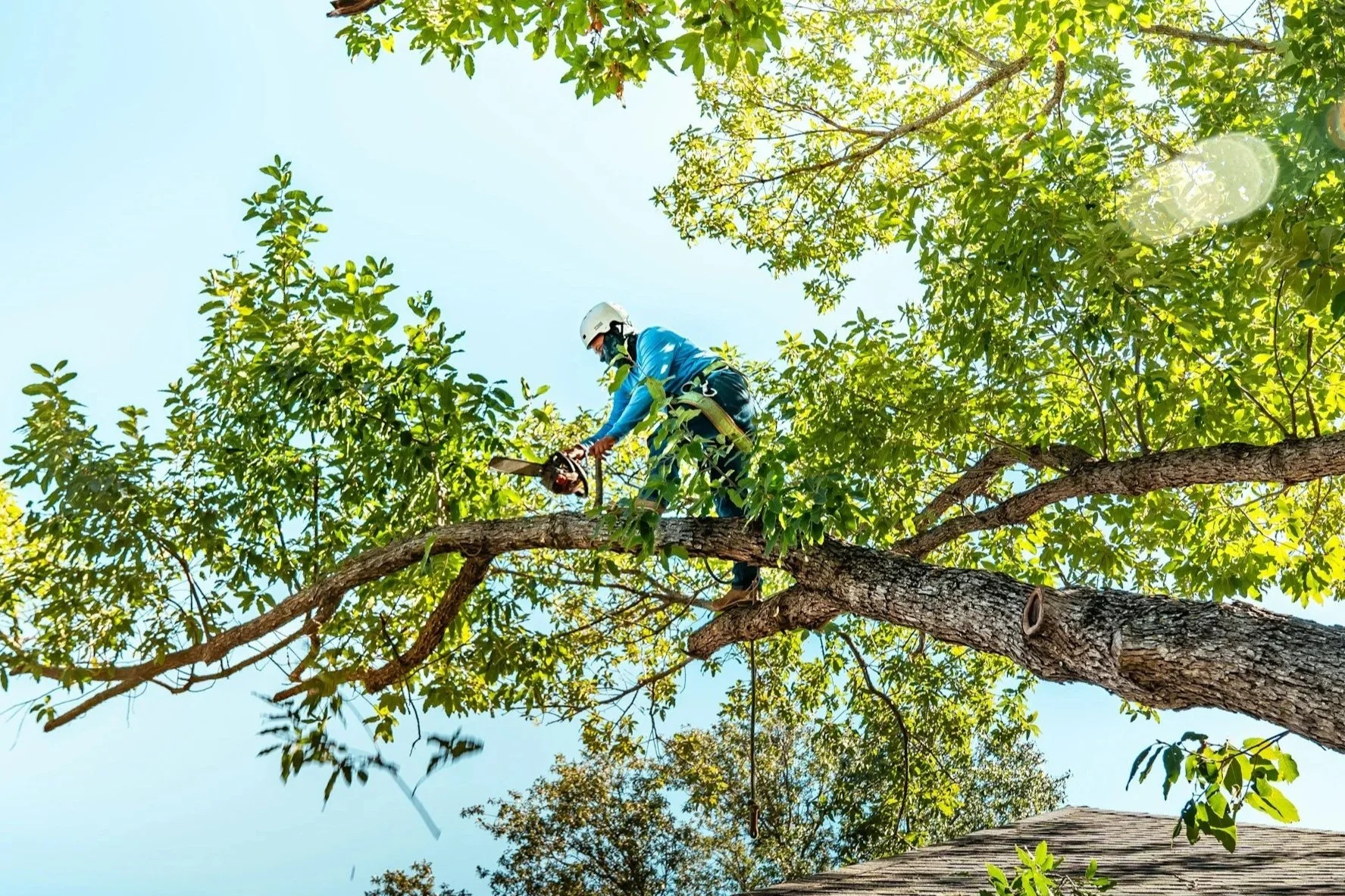 Tree worker wearing a helmet using a chainsaw on a tree branch.