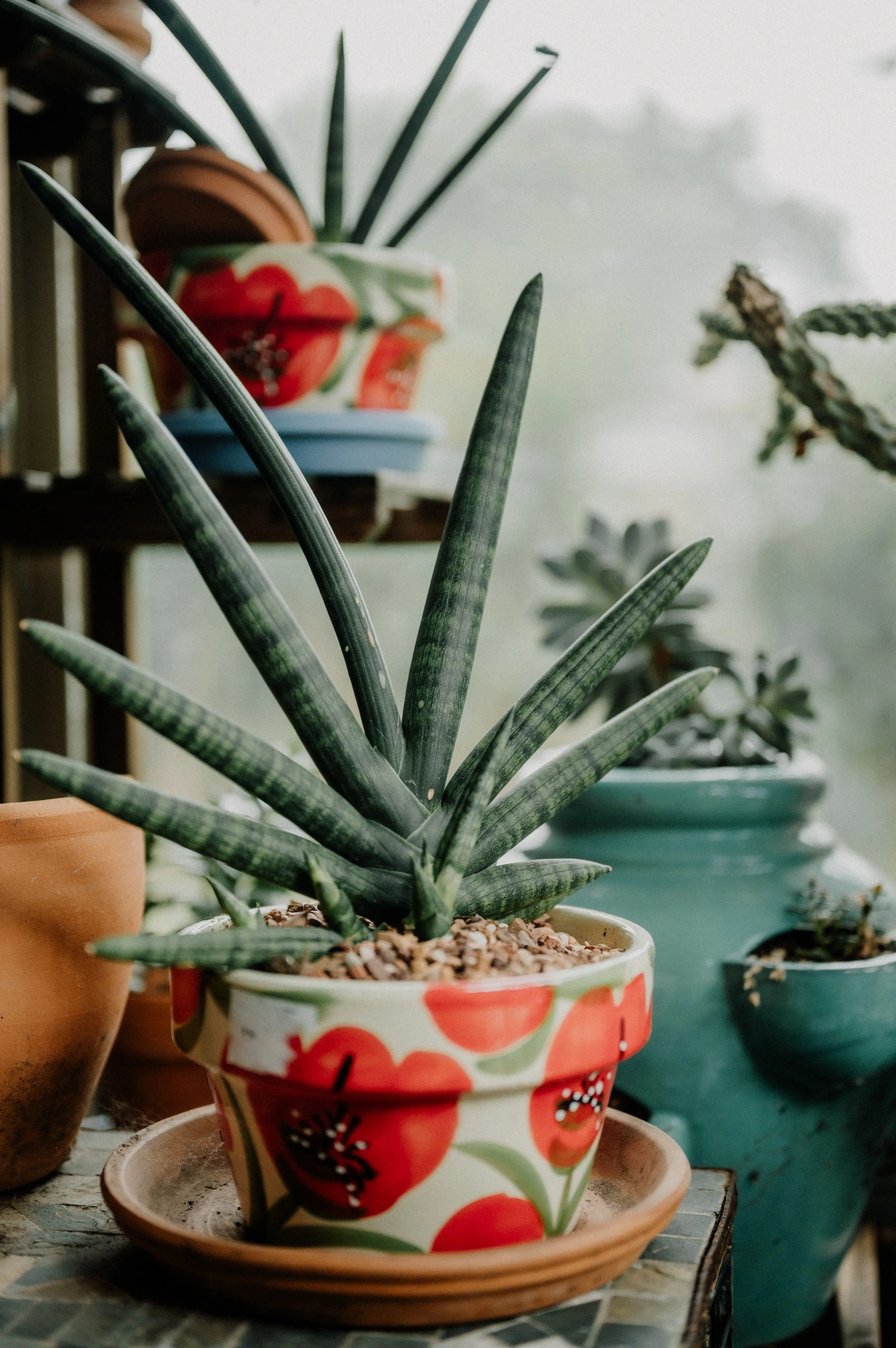 Close-up of a potted aloe vera plant in a ceramic pot with a red flower pattern, placed on a wooden surface among other potted plants.