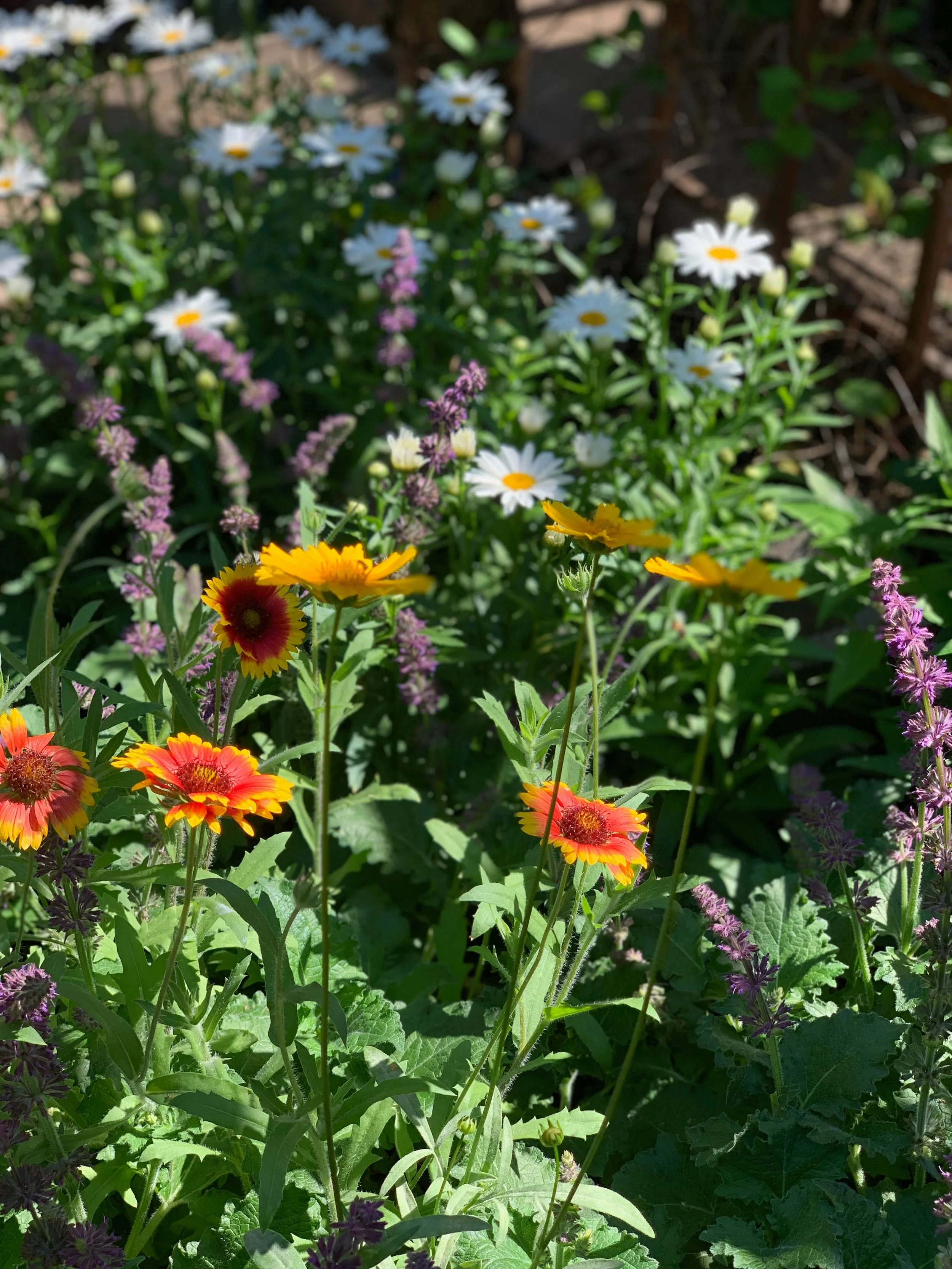 Colorful garden with yellow, red, and orange flowers, white daisies, and purple flowering plants under sunlight.