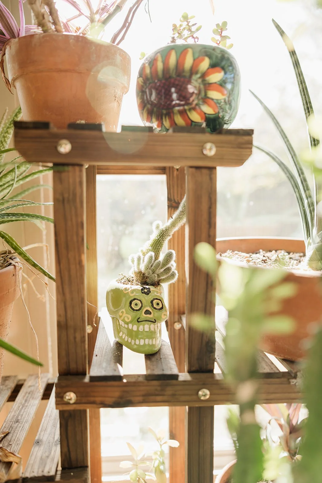 Plants on a wooden shelf with sunlight shining through a window in the background.