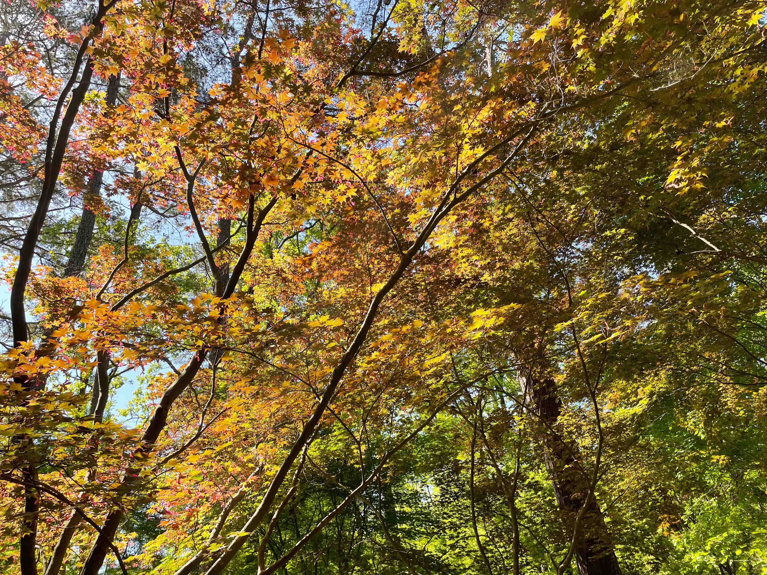 View of colorful autumn leaves on trees with sunlight filtering through.