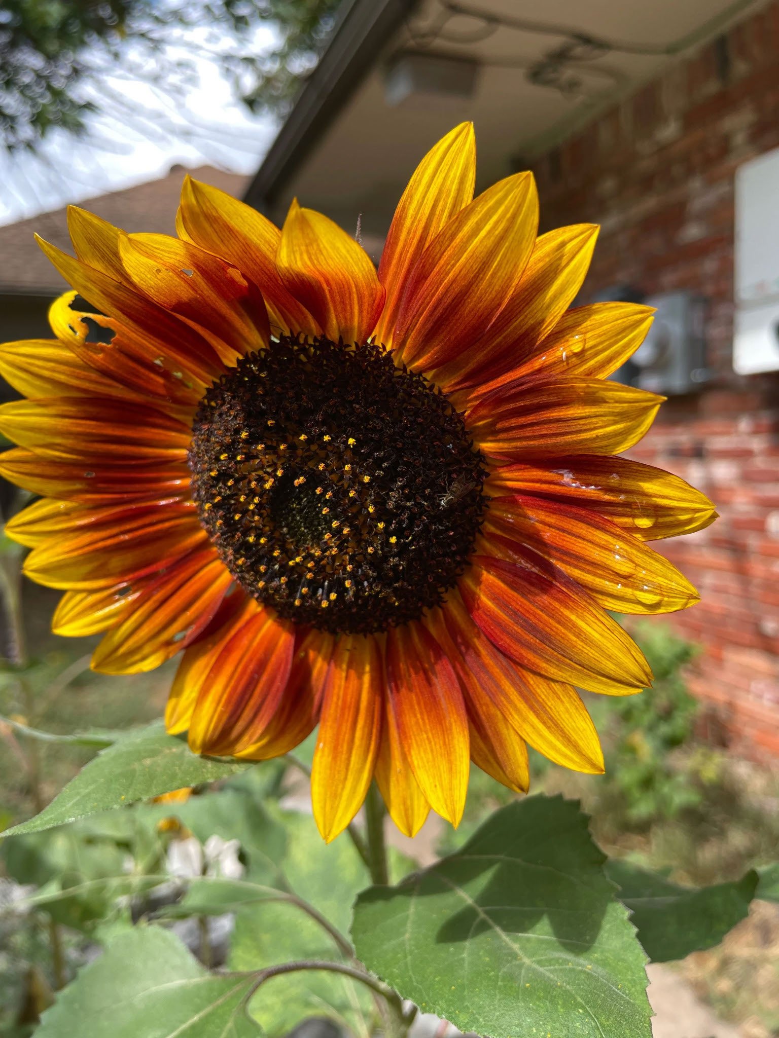 Close-up of a blooming sunflower with yellow and orange petals, and a dark center, in a garden with a brick house in the background.