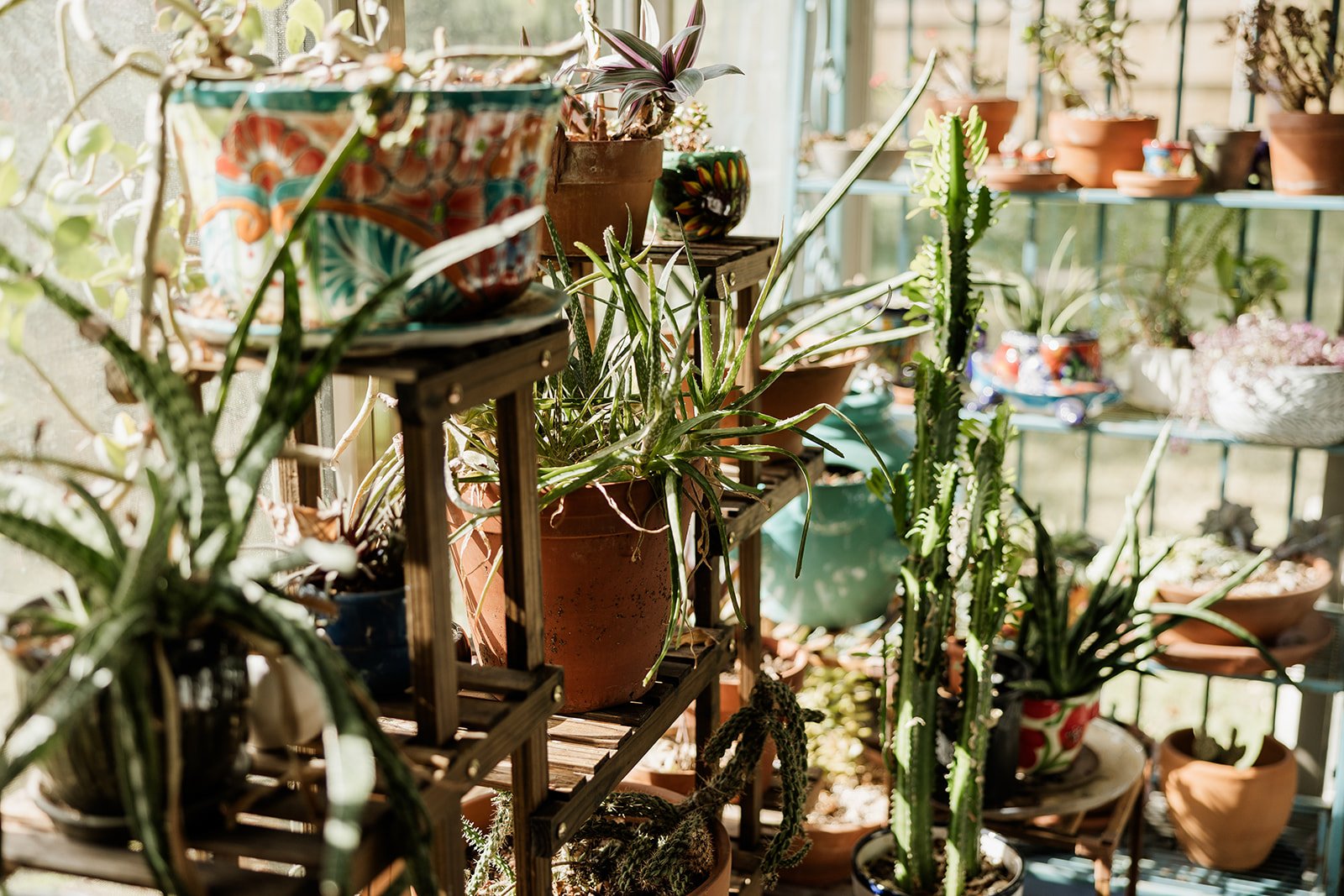 Sunny porch filled with potted plants and succulents on shelves and tables.