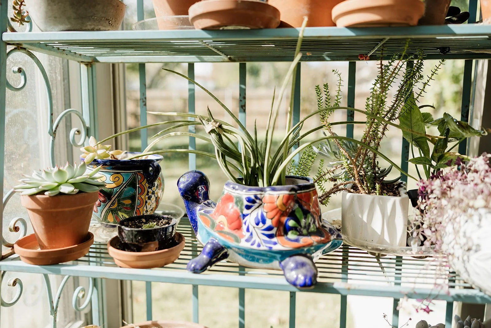 Potted succulents and plants on a metal shelf near a window with sunlight.