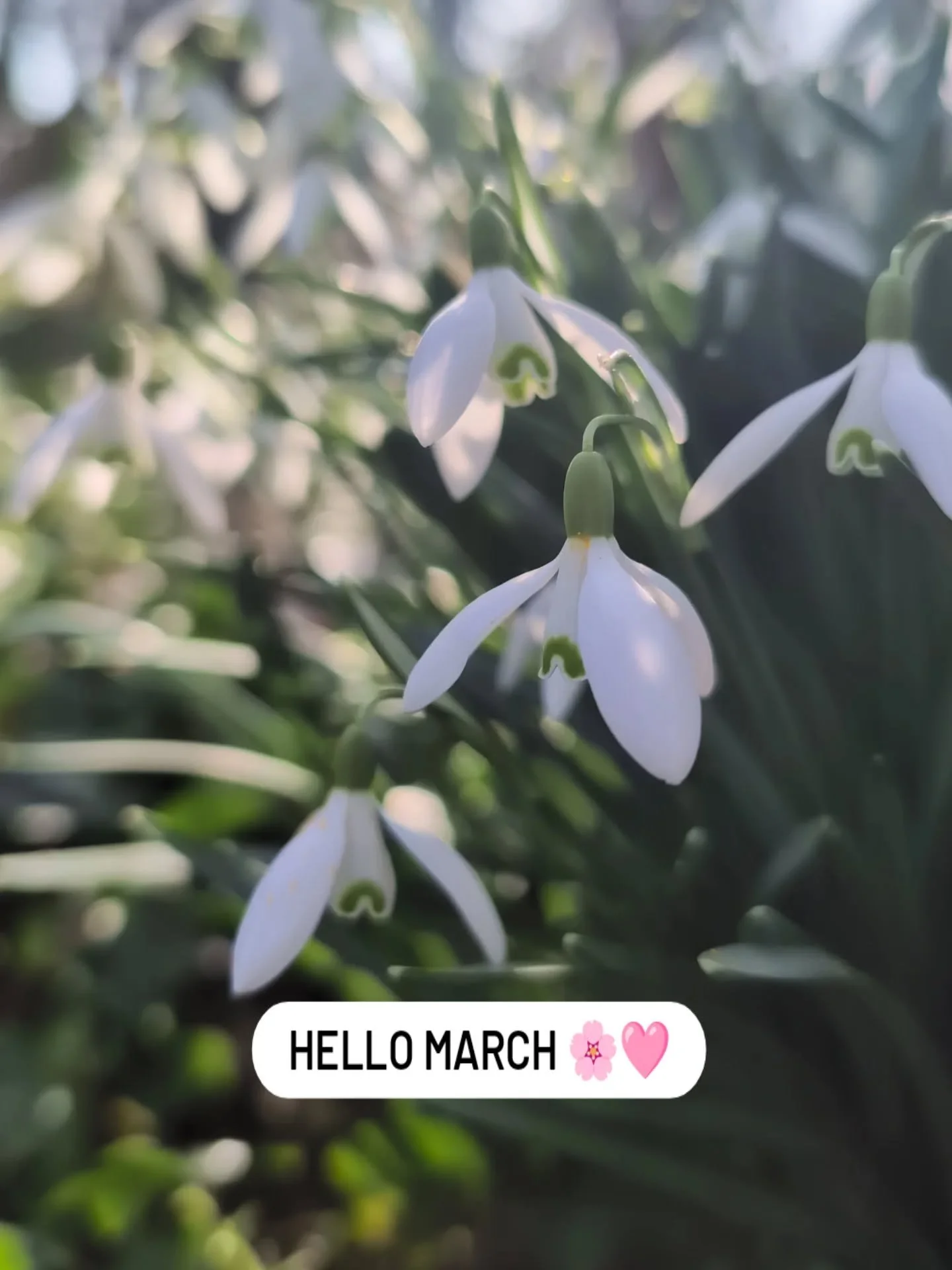 Hello March 🌱🌷

Spring in Cambridge feels like a nervous system reset. It blooms quietly. This is your March reminder to soften, soak up the sun, and gently come back to full power. 

Enjoy xx