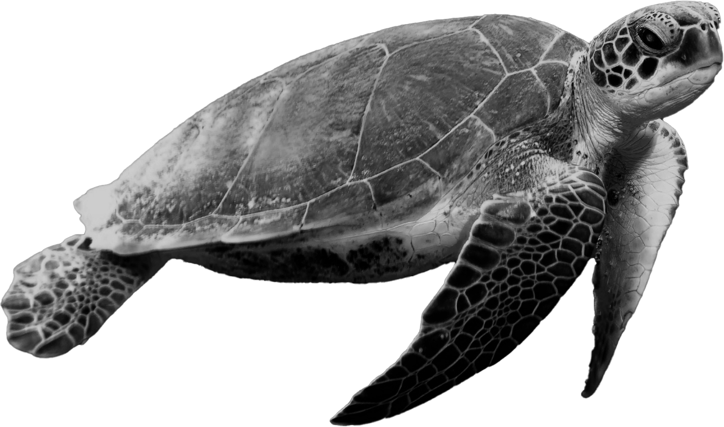 Sea turtle