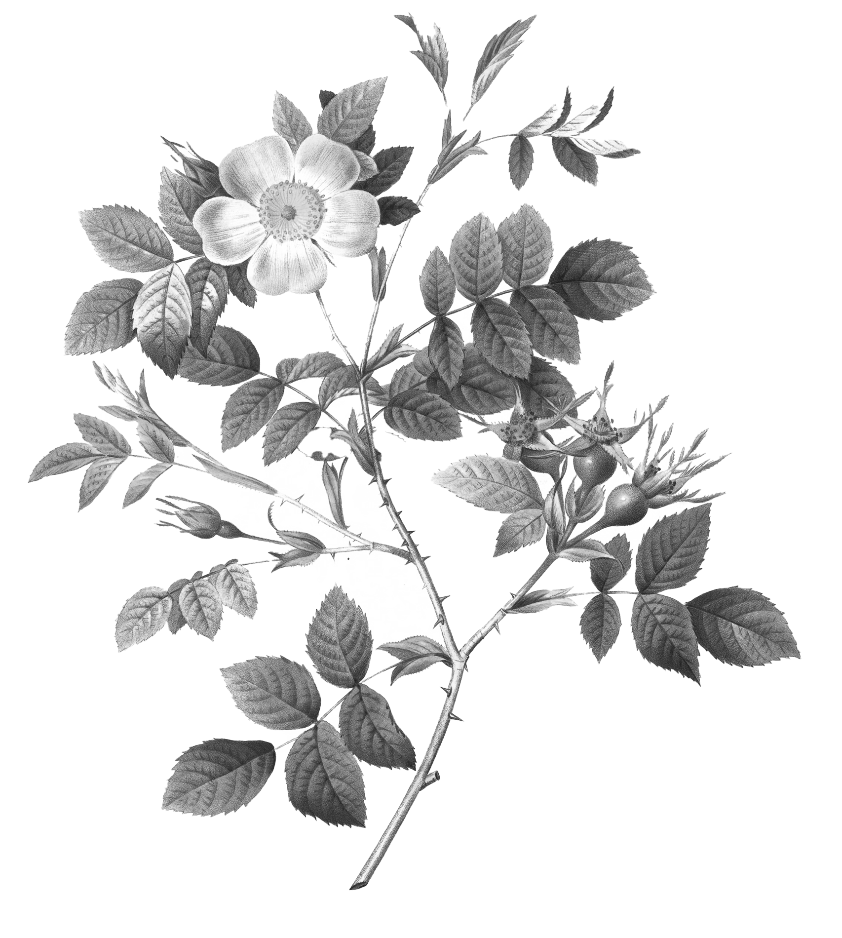 Decorative floral image