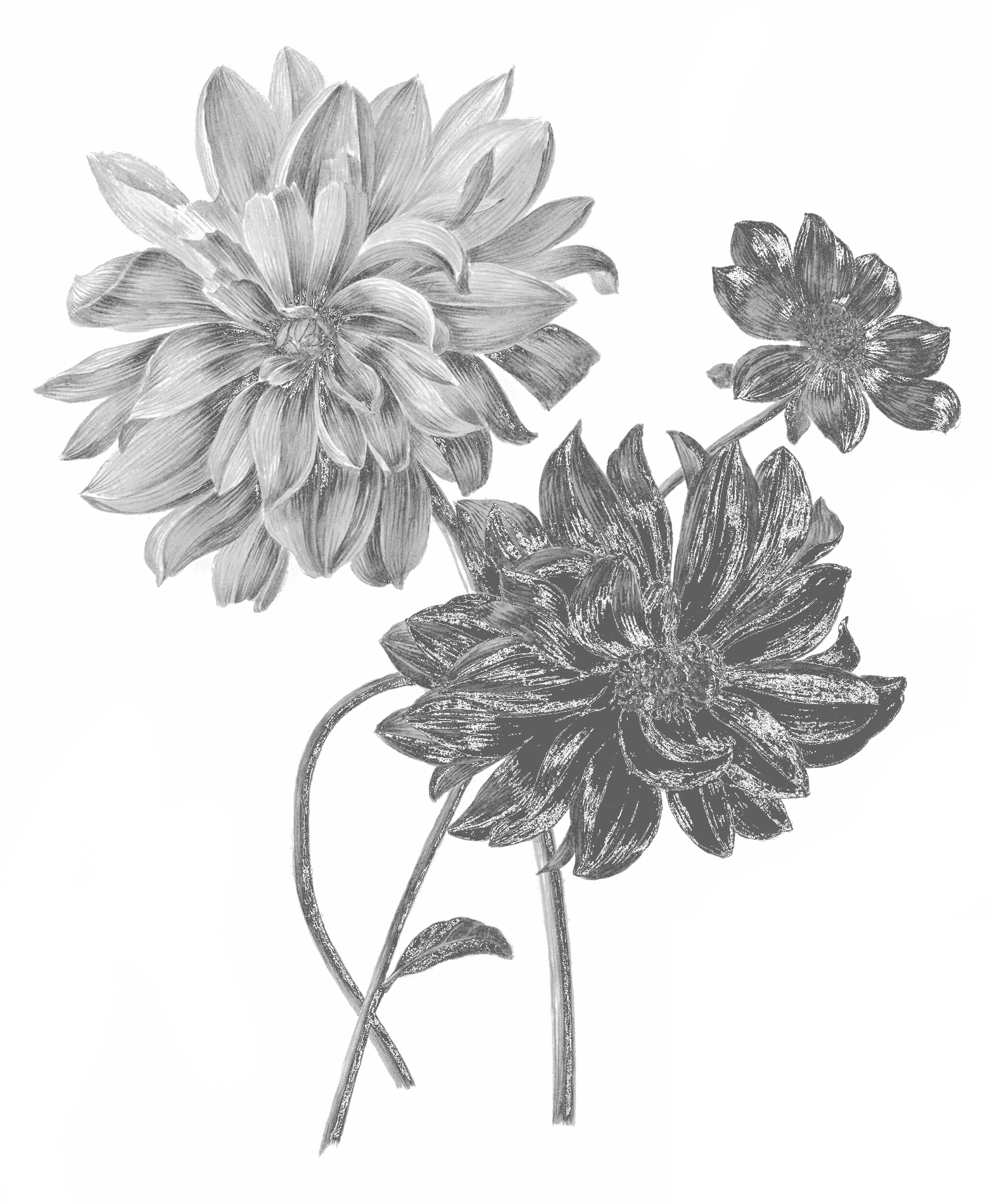 Decorative floral image