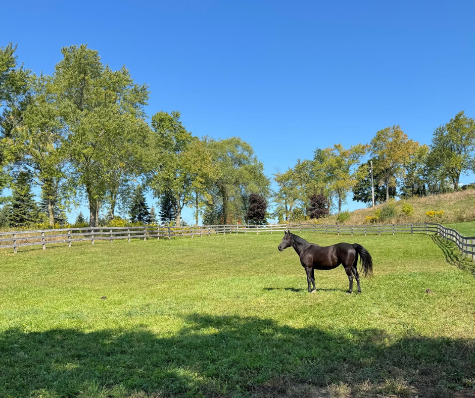 TLDG horse in the paddock no logo.png