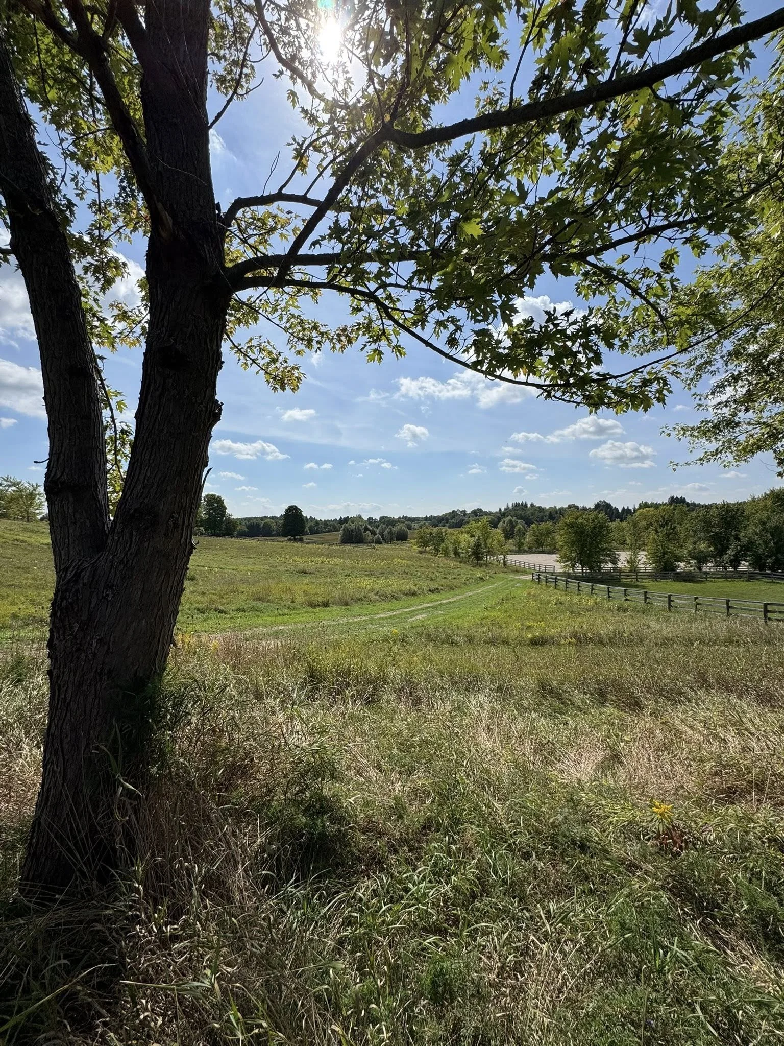 TLDG fields 1.jpg