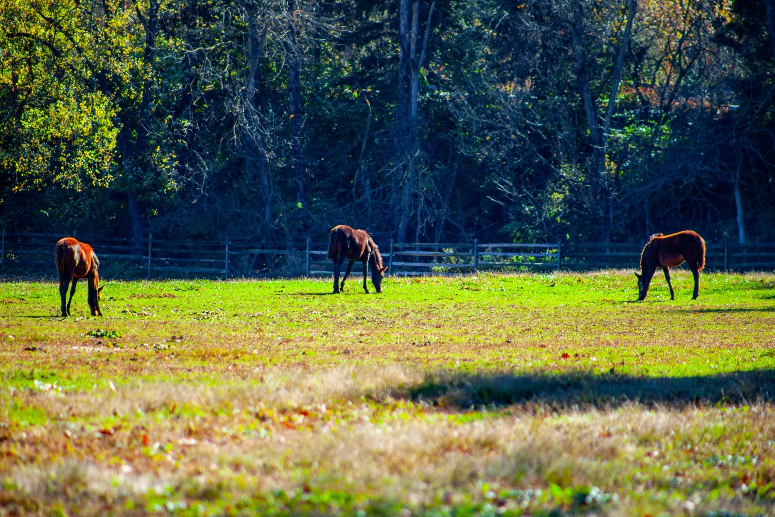 Three horses grazing on a grassy field with trees and a wooden fence in the background.