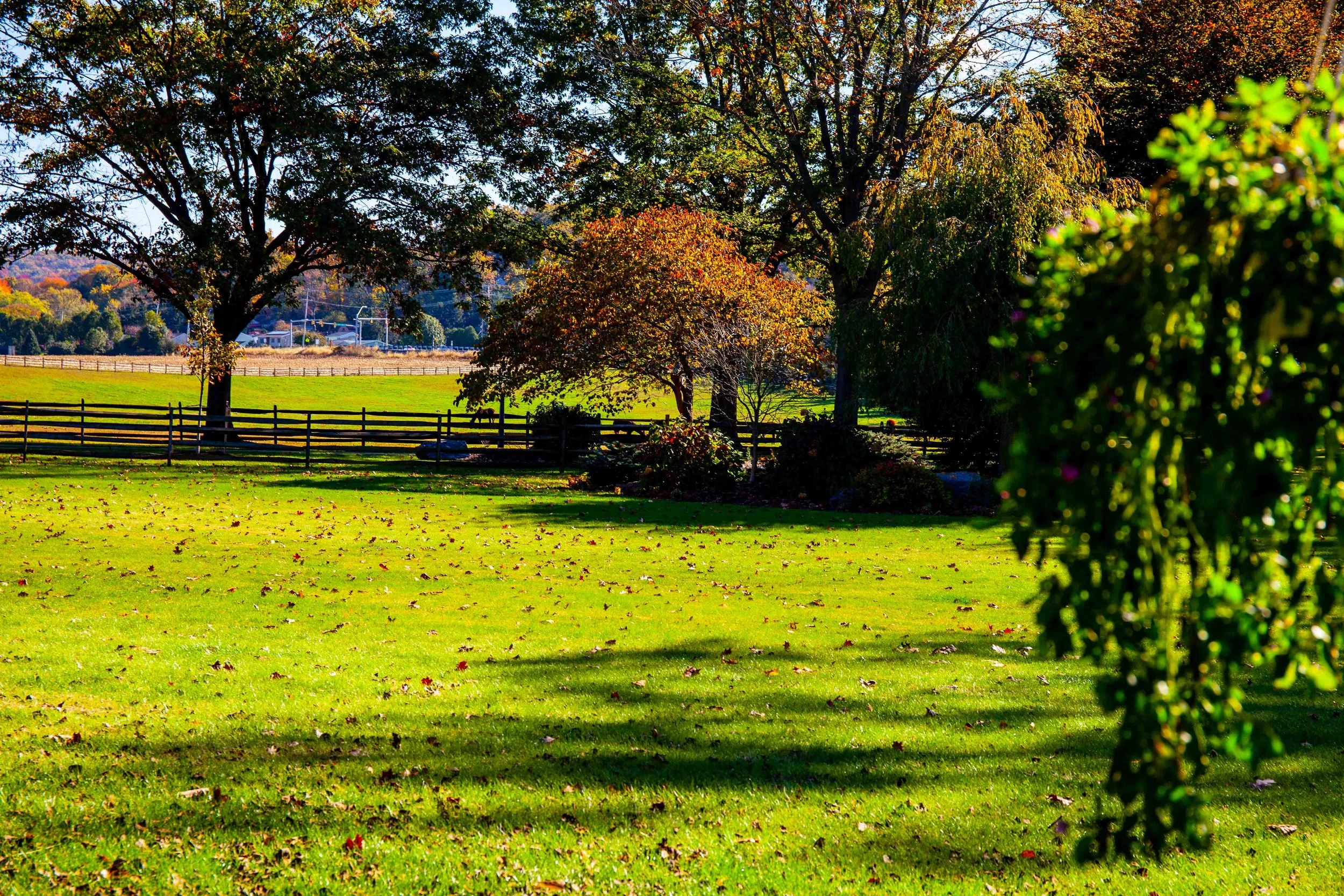 A lush green field with fallen leaves, surrounded by trees with fall foliage and a wooden fence in the background, under a clear blue sky.